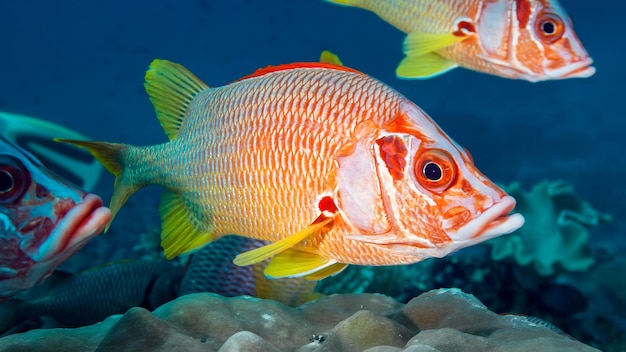 Peces rojos brillantes con ojos grandes nadan por encima del coral la aleta dorsal es roja las otras son amarillas