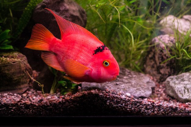 Peces rojos exóticos raros en el acuario.