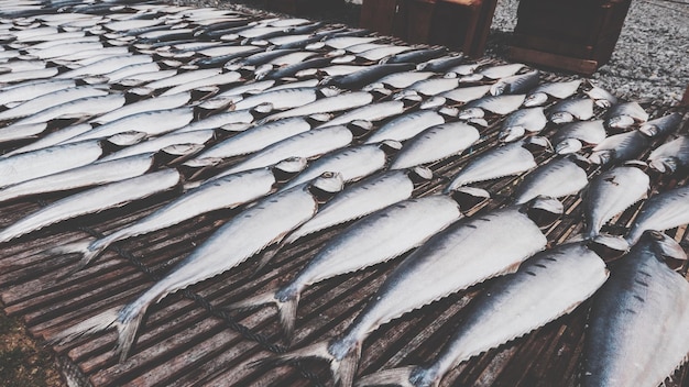 Foto peces simétricos