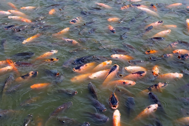 Peces tilapia en el estanque