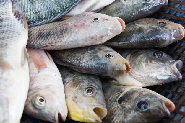 Peces de tilapia en la granja para enviar al mercado de productos frescos, Tailandia