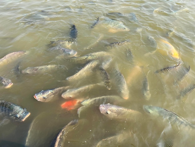 Peces de tilapia en peces de tilapia de agua dulce nadando en una granja de tilapia de estanque