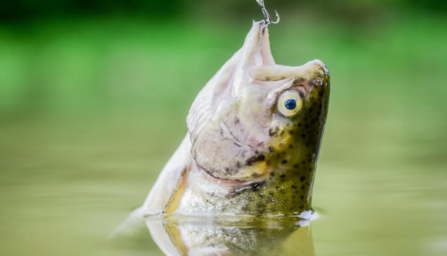 Peces en la trampa cerca del equipo de pesca Cebo cuchara línea accesorios de pesca Víctima de la caza furtiva Salvar la naturaleza Anzuelo Concepto de silencio Pescado trucha atrapado en agua dulce Pescado boca abierta colgar en el anzuelo