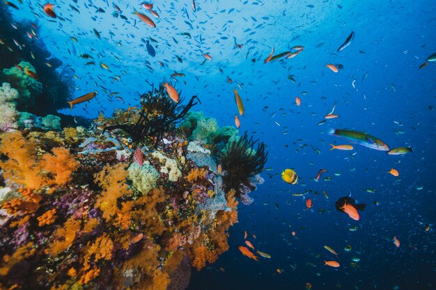 Peces tropicales en un arrecife de coral