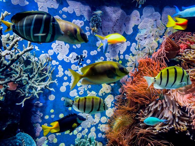 Peces tropicales en un arrecife de coral