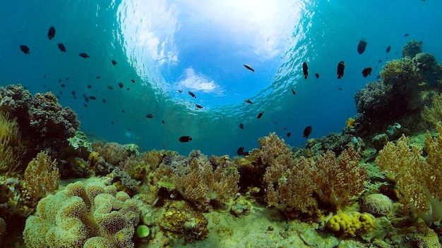 Peces tropicales y arrecifes de coral en el buceo hermoso mundo submarino con corales y peces filipinas