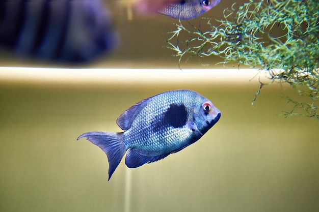 Peces tropicales azules en un acuario