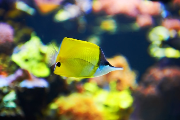 Peces tropicales cerca del arrecife de coral con agua azul del océano