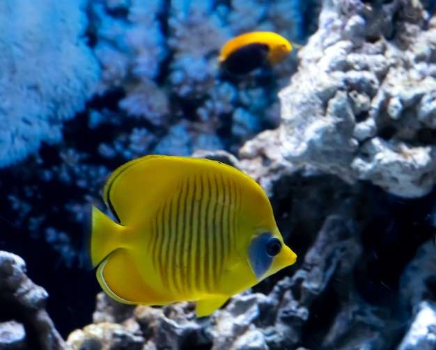 Peces tropicales de color amarillo brillante en el paisaje de arrecifes de coral, Mar Rojo