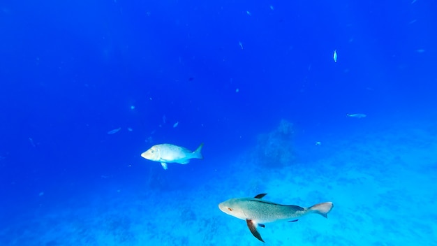 Los peces tropicales depredadores nadan contra el fondo del mar azul, a través de cuya superficie pasan los rayos del sol e iluminan a estos peces.