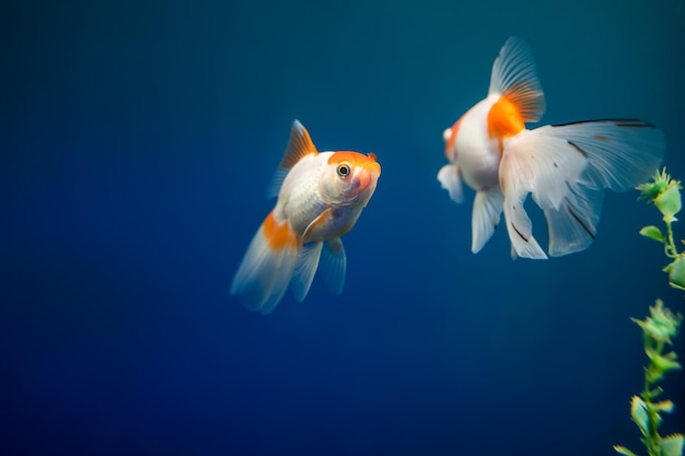 Peces tropicales nadan en el acuario de peces dorados