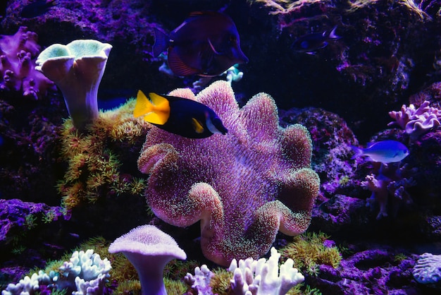 Los peces tropicales nadan cerca de los arrecifes de coral.