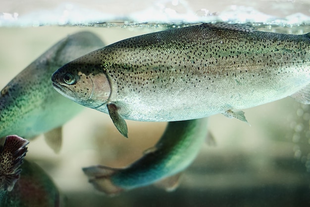 Peces trucha arco iris nadando en acuario, piscicultura, acuicultura, peces vivos para la venta en el supermercado