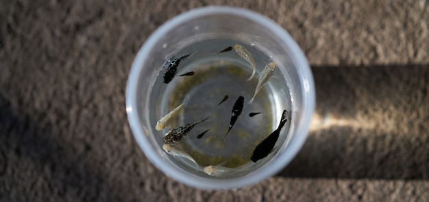 Peces en vaso de plástico para negocio de mascotas en casa