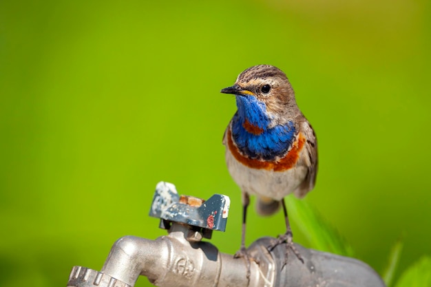 El pechiazul es un pequeño pájaro paseriforme... Aves de Rusia Central...