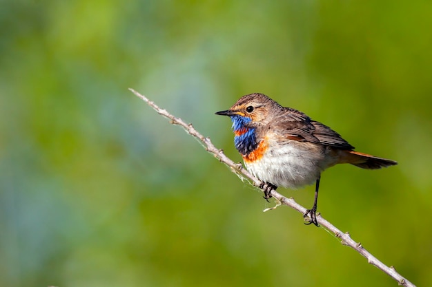 El pechiazul es un pequeño pájaro paseriforme... Aves de Rusia Central...