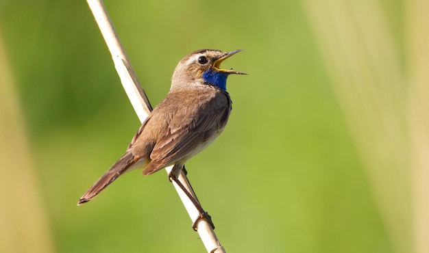 Foto pechiazul luscinia svecica al amanecer un pájaro canta sentado en un tallo de junco que crece cerca de un río