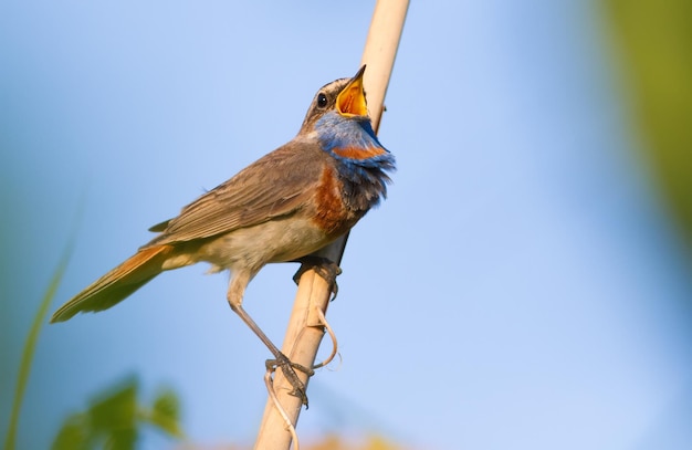 Pechiazul Luscinia svecica Al amanecer un pájaro se posa en un junco cerca del río y canta