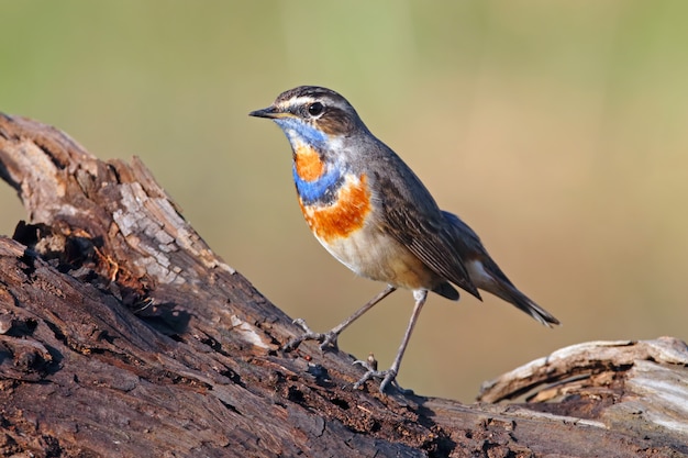 Pechiazul Luscinia svecica hermosas aves macho de Tailandia