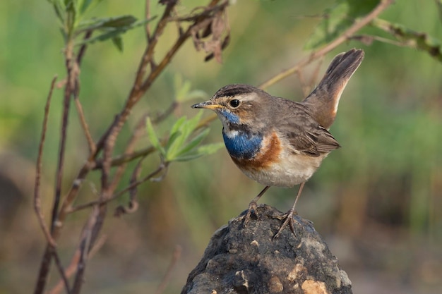 Pechiazul Luscinia svecica Málaga España