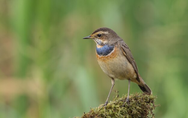 Pechiazul Luscinia svecica en rama seca