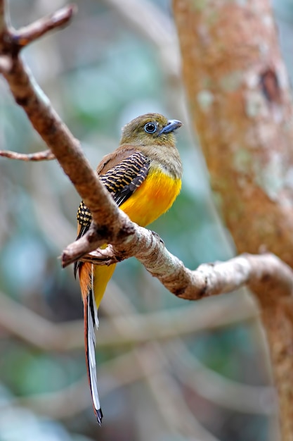 Pecho naranja Trogon Harpactes oreskios Hermosa hembra Aves de Tailandia