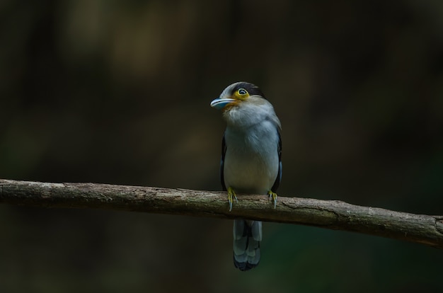 Pecho de plata Broadbill en rama de árbol