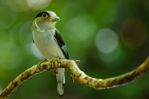 Pecho de plata Broadbill en rama de árbol