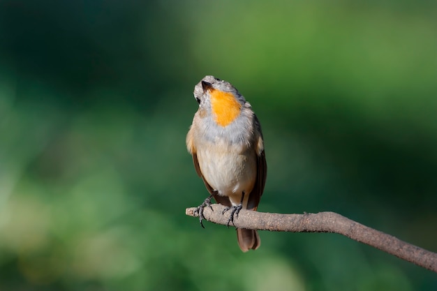 Pecho rojo Mosquero Mosquero Taiga Ficedula parva Hermosas Aves Masculinas de Tailandia