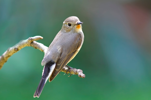 Pechugón rojo Pechugón Taiga Cazamoscas Ficedula parva