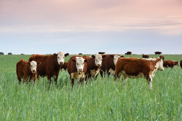 Pecuária com pastagens naturais no campo das Pampas Província de La Pampa Patagônia Argentina