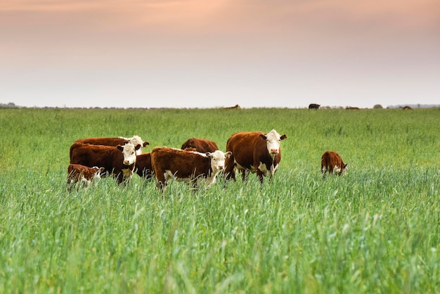 Pecuária com pastagens naturais no campo das Pampas Província de La Pampa Patagônia Argentina