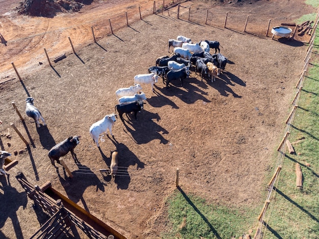 Pecuária em confinamento, bois, vacas, dia ensolarado.