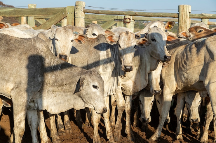Foto pecuária em confinamento, bois, vacas, dia ensolarado.