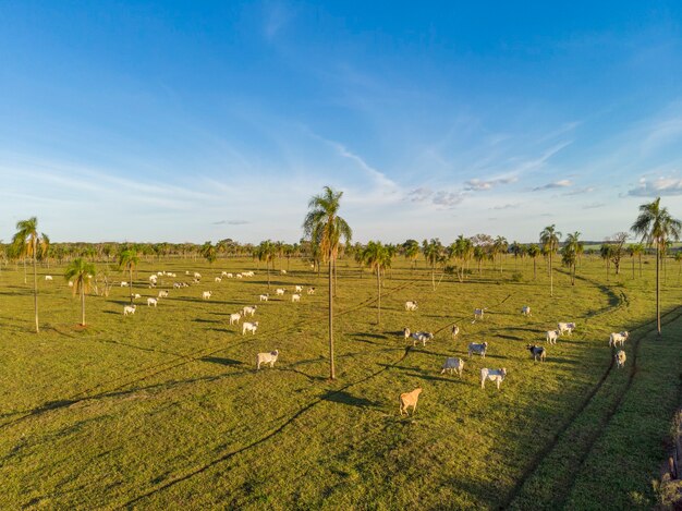 Pecuária, fazenda de gado Nelore Brasil.