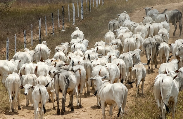 Pecuária gado nelore em jacarau paraíba brasil