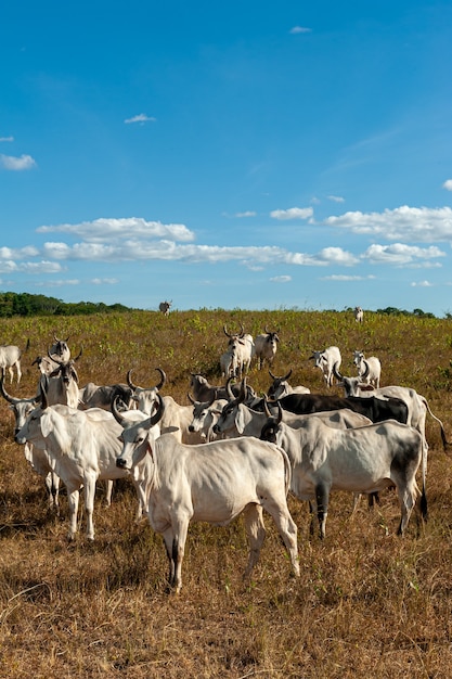 Pecuária Gado no campo em Alagoinha Paraíba Brasil