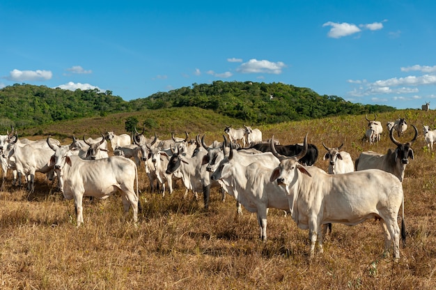 Pecuária Gado no campo em Alagoinha Paraíba Brasil