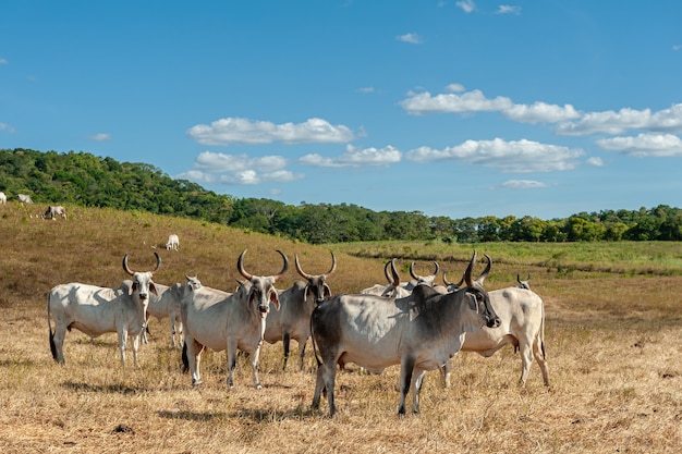 Pecuária Gado no campo em Alagoinha Paraíba Brasil