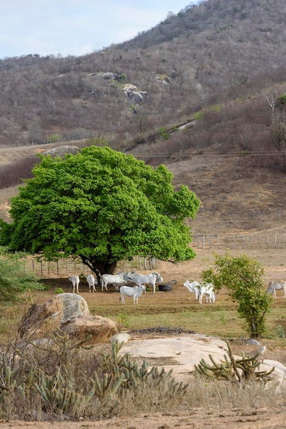 Pecuária Nelore no sertão da região nordeste da Paraíba do Brasil