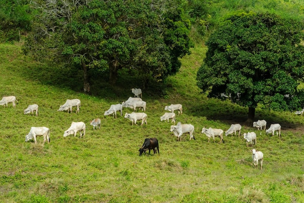Pecuária. Pastoreio de gado em Serraria, Paraíba, Brasil em 29 de julho de 2011.
