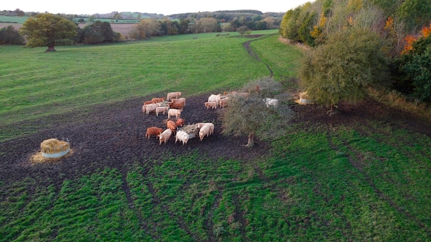 Pecuária Yorkshire Reino Unido