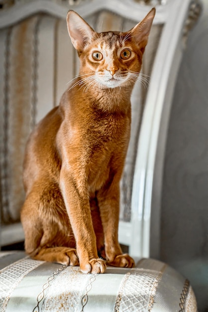 Ped Cat der abessinischen Rasse sitzt auf einem Stuhl wie eine Statuette, sein Blick ist auf die Kamera gerichtet