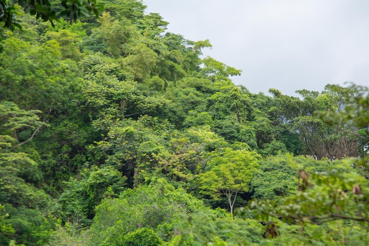 Foto pedaço da mata atlântica em paraty no rio de janeiro brasil