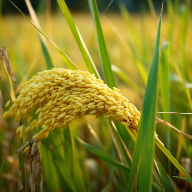Pedazo de arroz dorado a la espera de ser cosechado