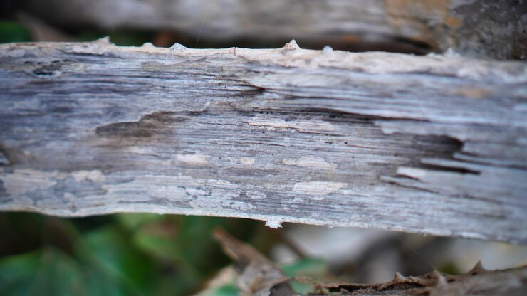 un pedazo de madera que tiene una mancha blanca en él