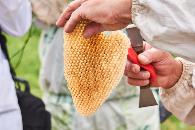 Pedazo de panales de abejas silvestres llenos de miel en manos de un apicultor