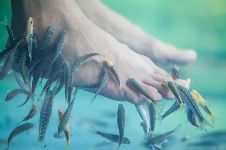Pedicura spa para peces, pedicura spa para peces, tratamiento de masaje de pedicura spa para peces Rufa Garra, primer plano de pies y peces en el agua.