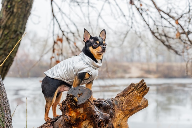 Pedigree Hund Chihuahua Kleidung im Freien. Gekleidete Chihuahua. Regnerisches Wetter