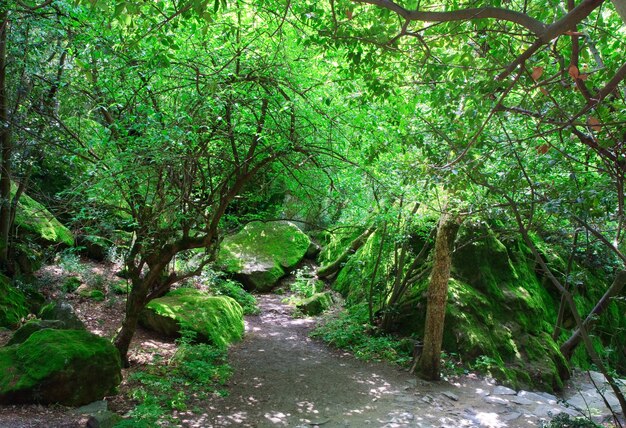 Pedra coberta de musgo verde na floresta de primavera